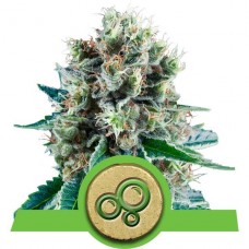Bubble Kush Auto - Royal Queen Seeds